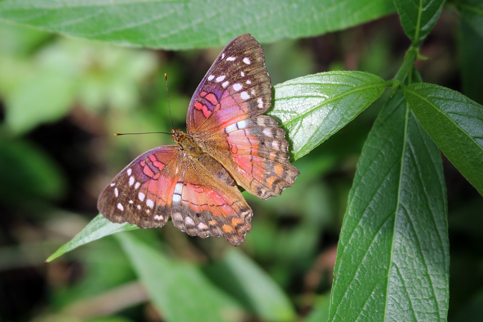 Butterfly Pavilion